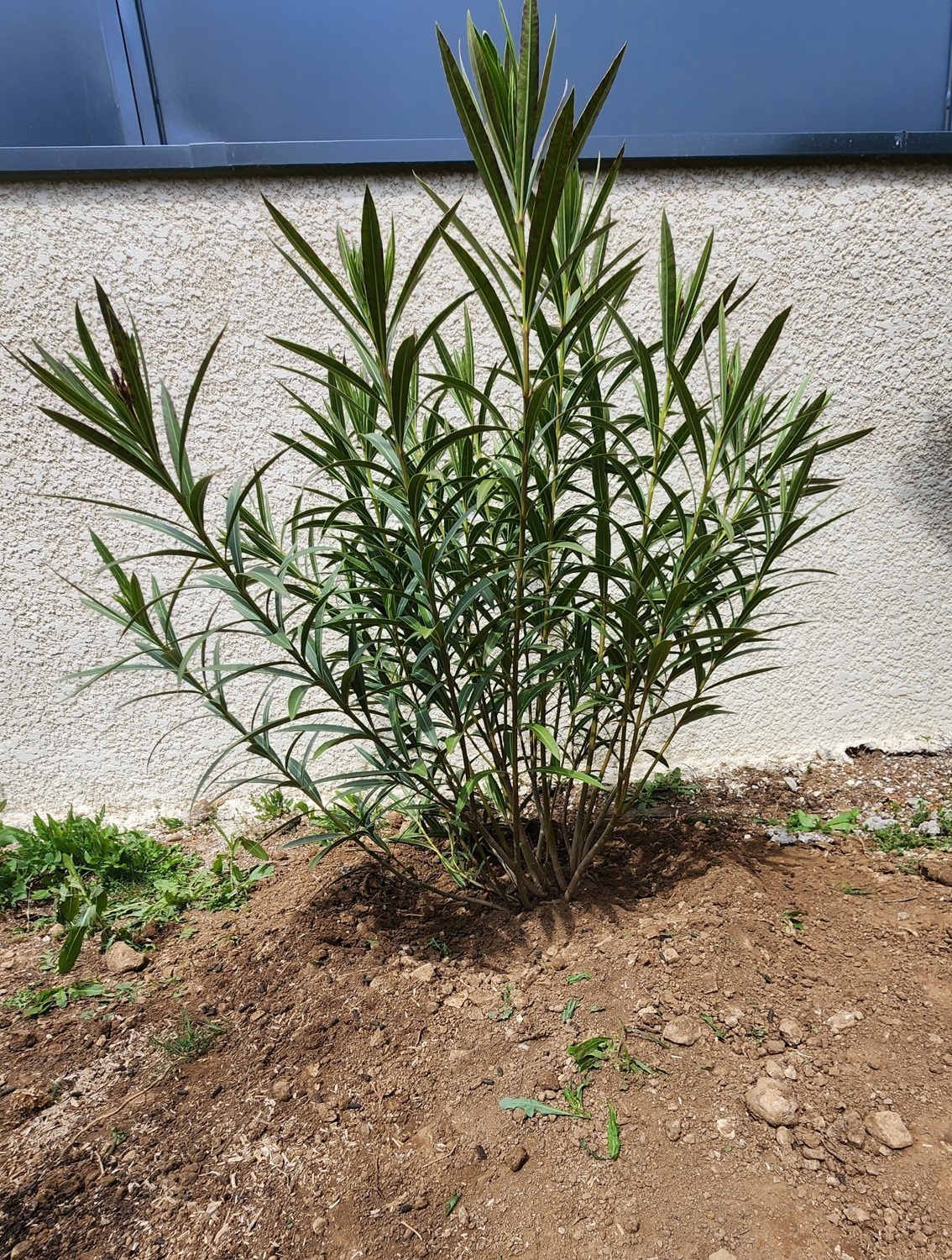 Plant
